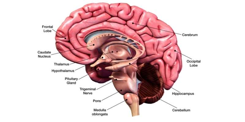 beyin-kanseri-tedavisi